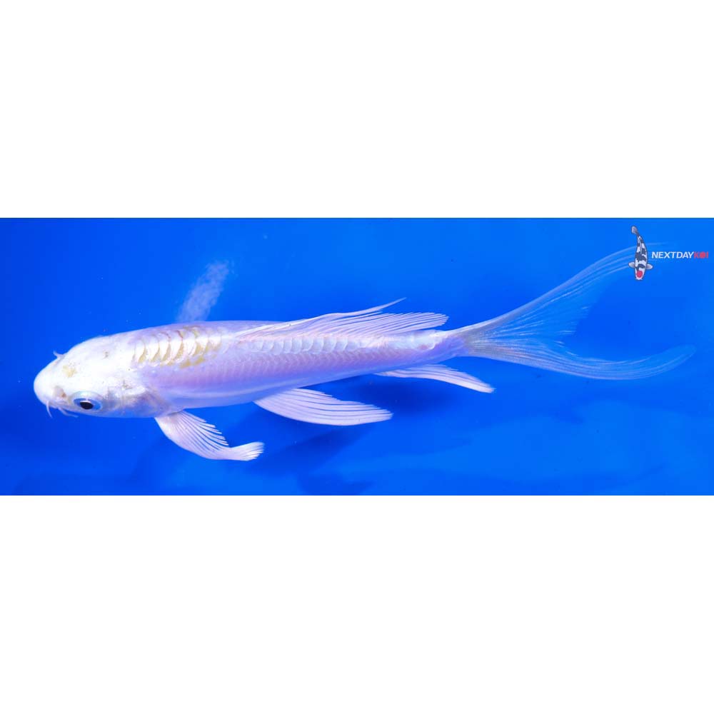 5” Imported Doitsu Lemon Hariwake Butterfly Koi