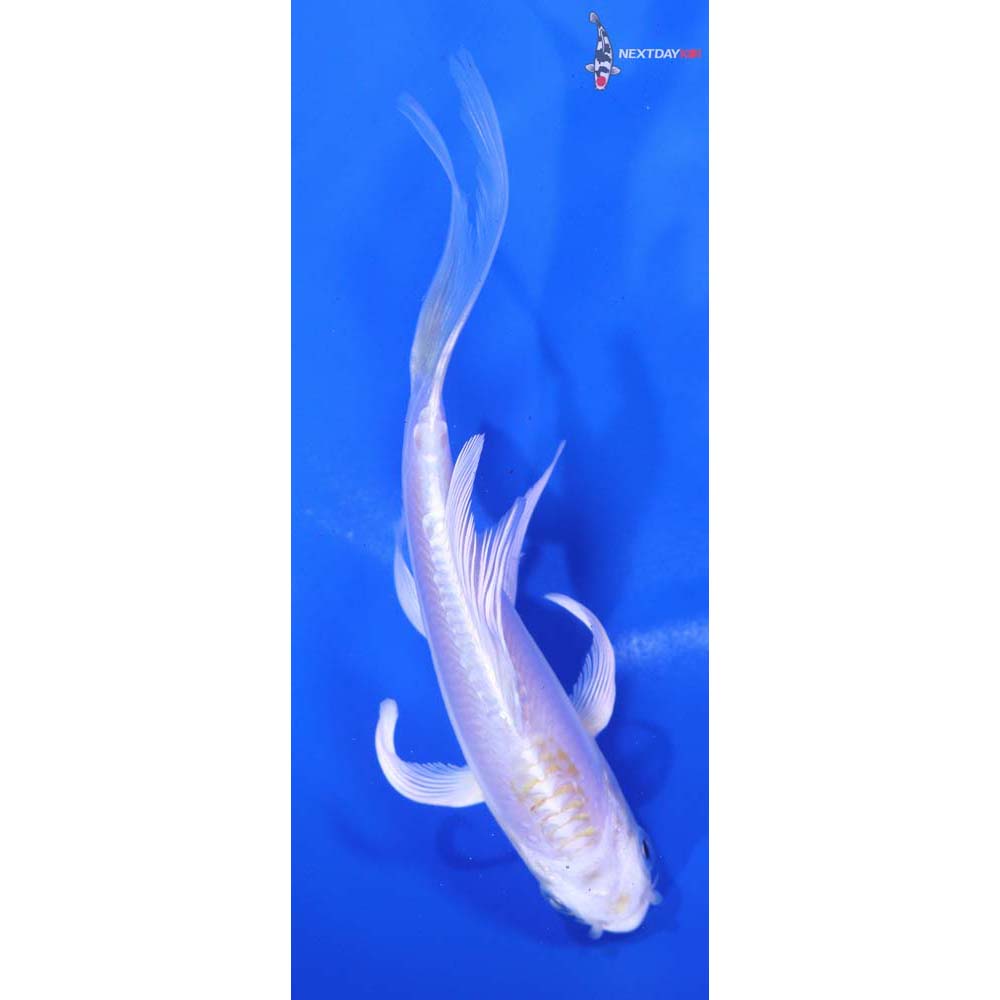 5” Imported Doitsu Lemon Hariwake Butterfly Koi