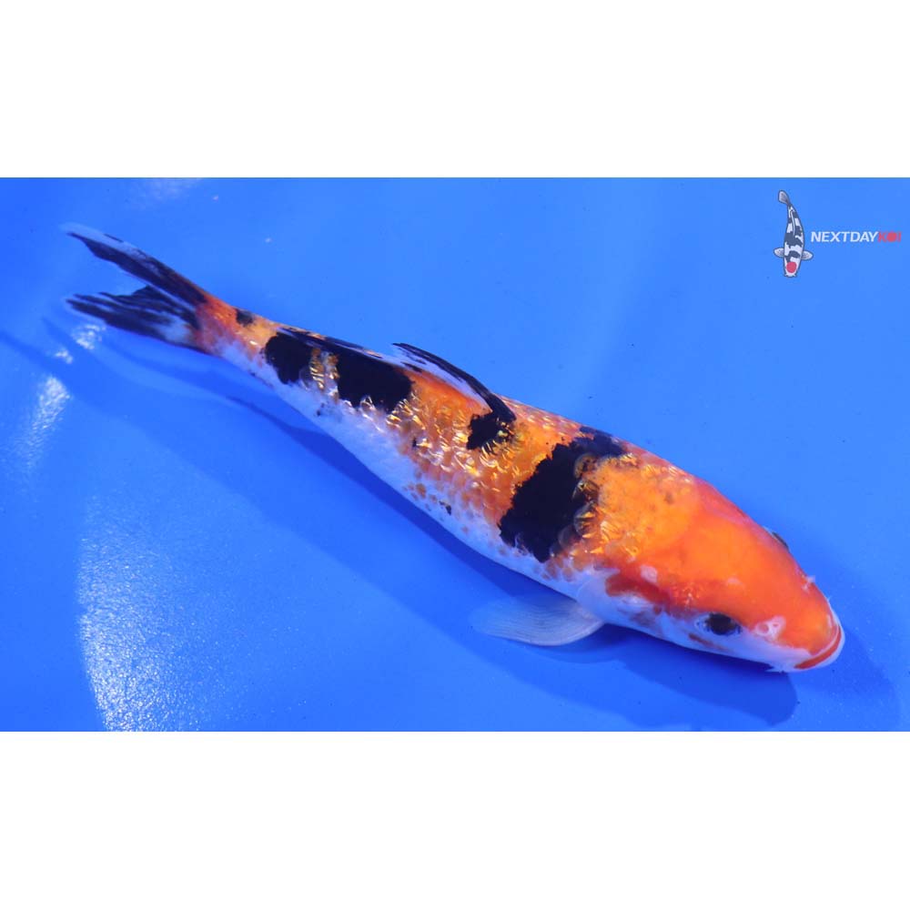 5” Imported Gin Rin Sanke