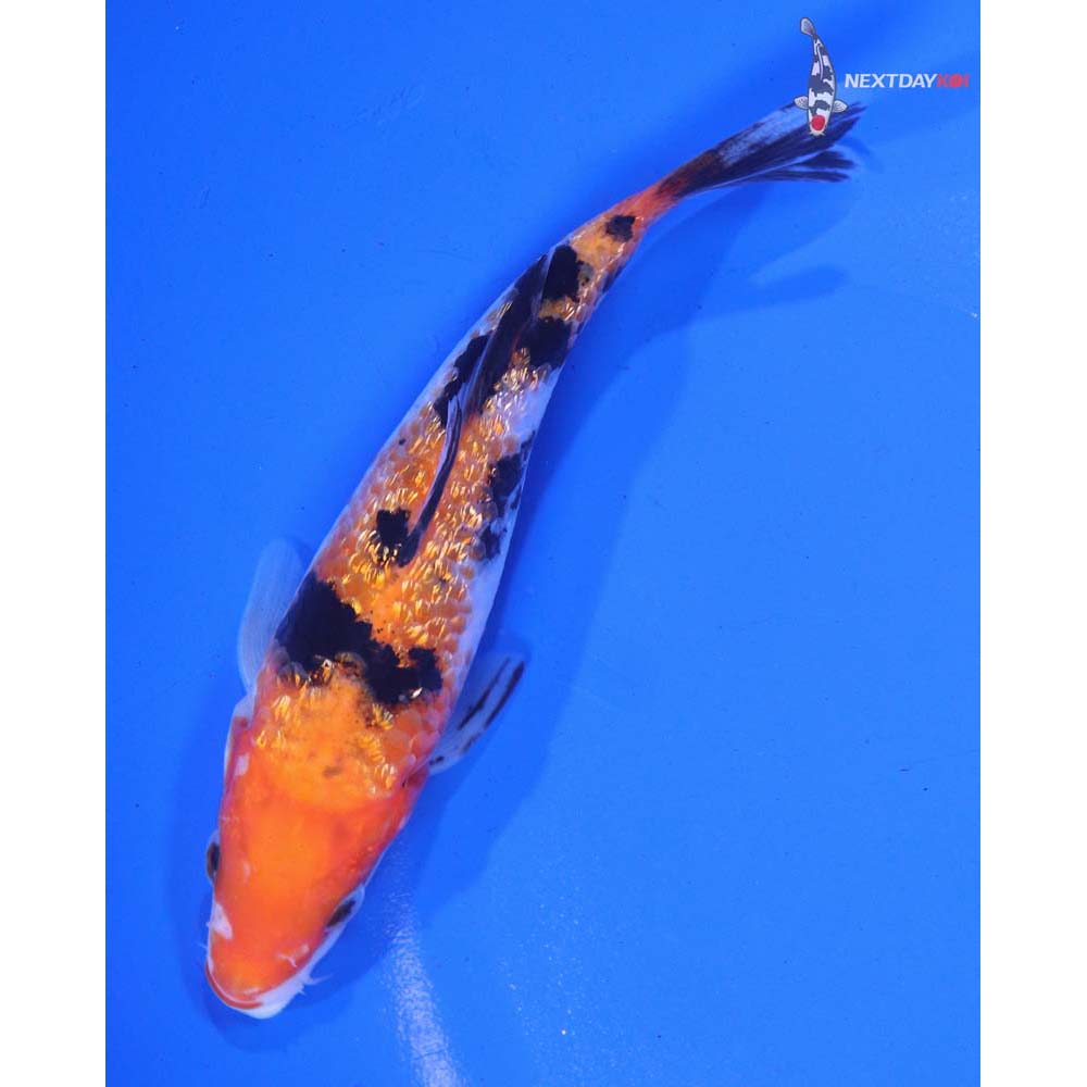 5” Imported Gin Rin Sanke