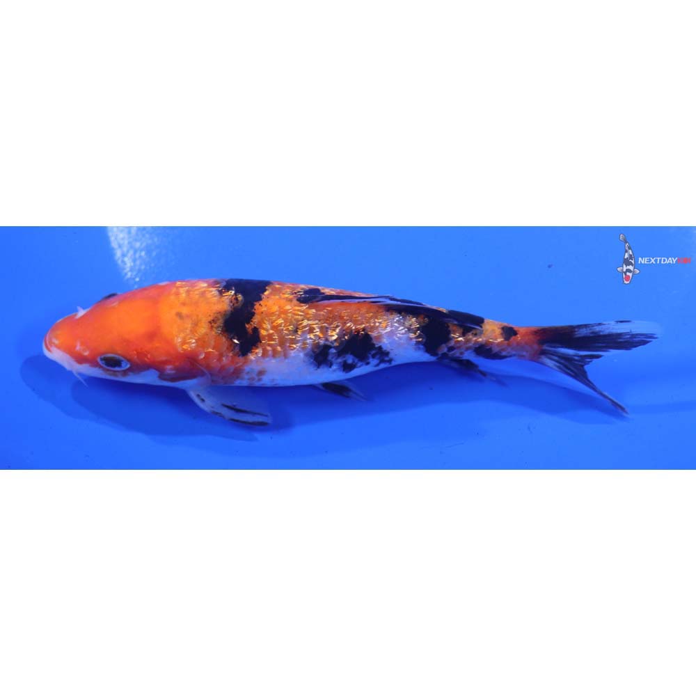 5” Imported Gin Rin Sanke