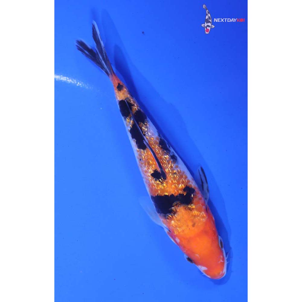 5” Imported Gin Rin Sanke