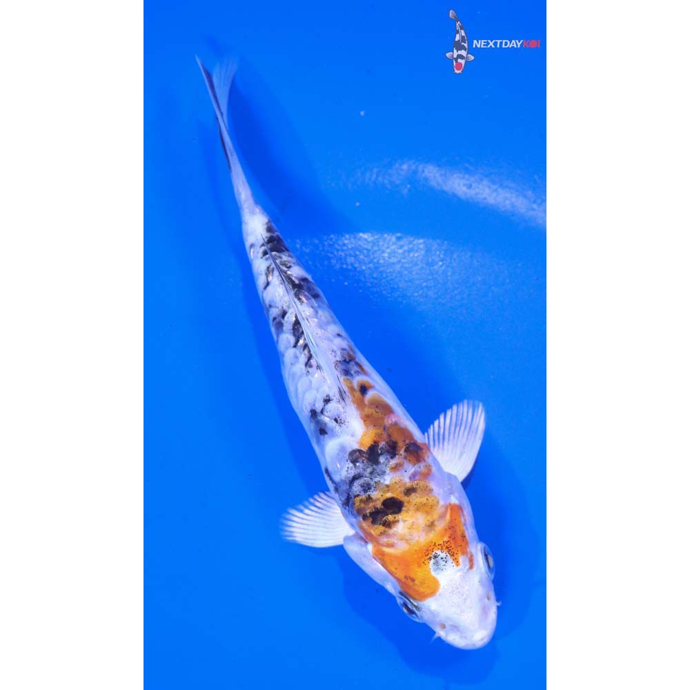 5” Imported Heisei Nishiki