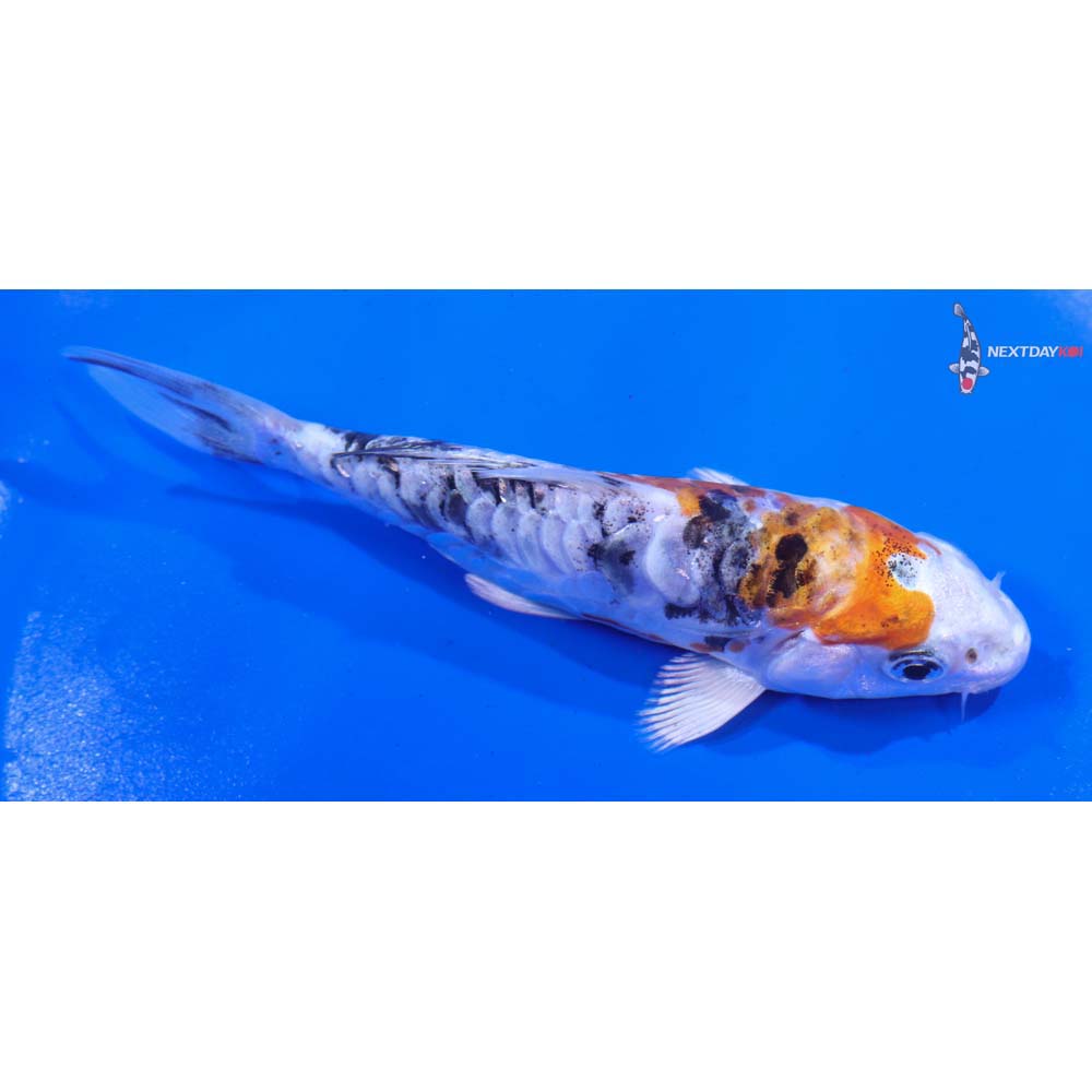 5” Imported Heisei Nishiki