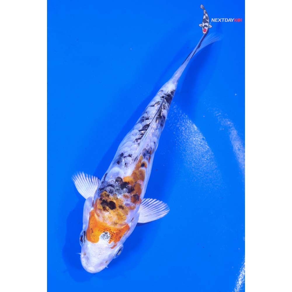 5” Imported Heisei Nishiki