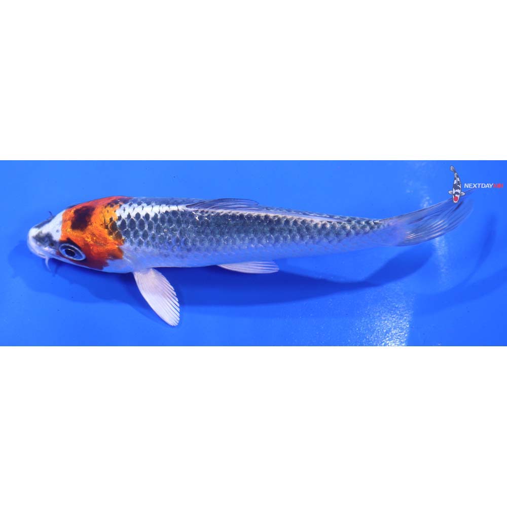 5.5” Imported Kujaku