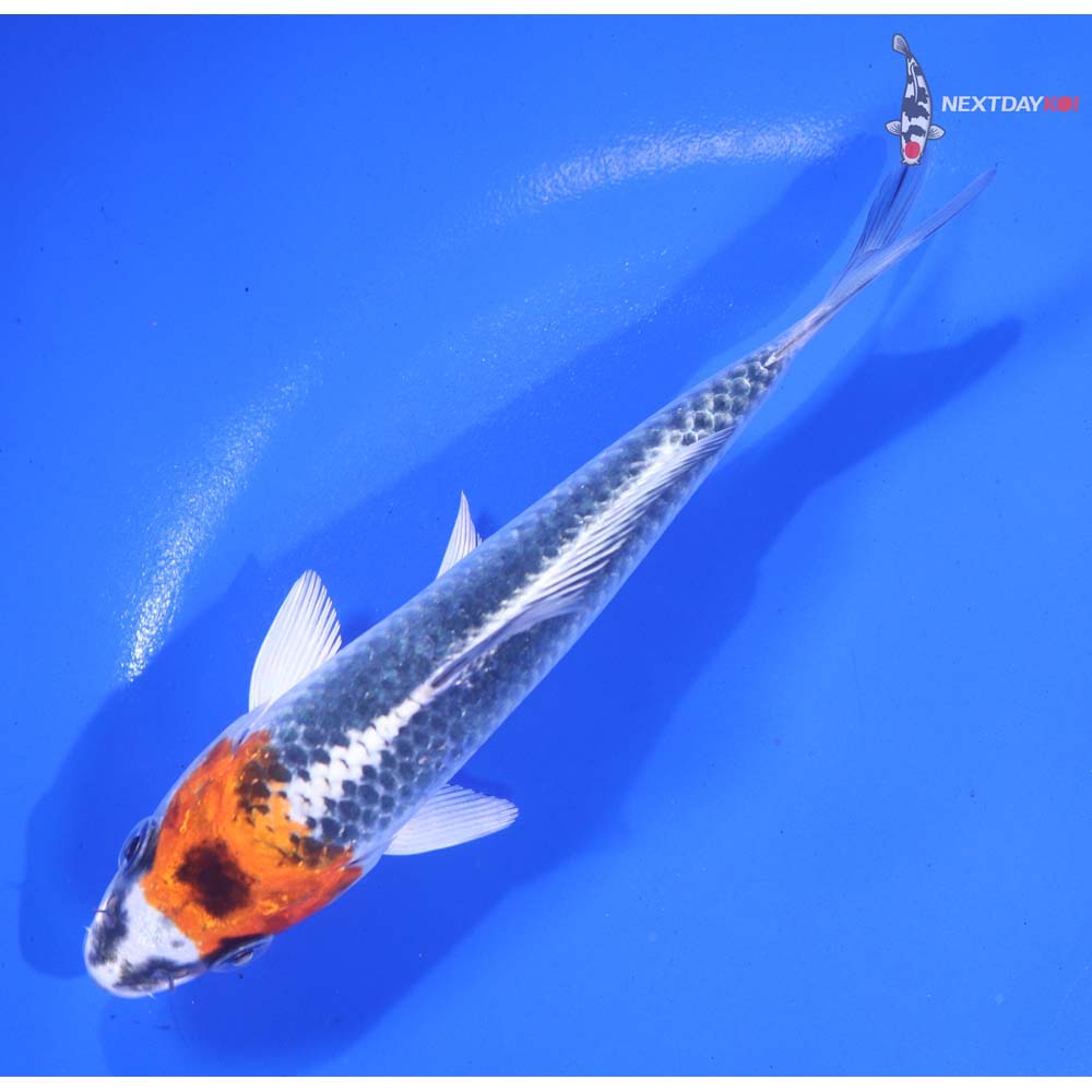 5.5” Imported Kujaku