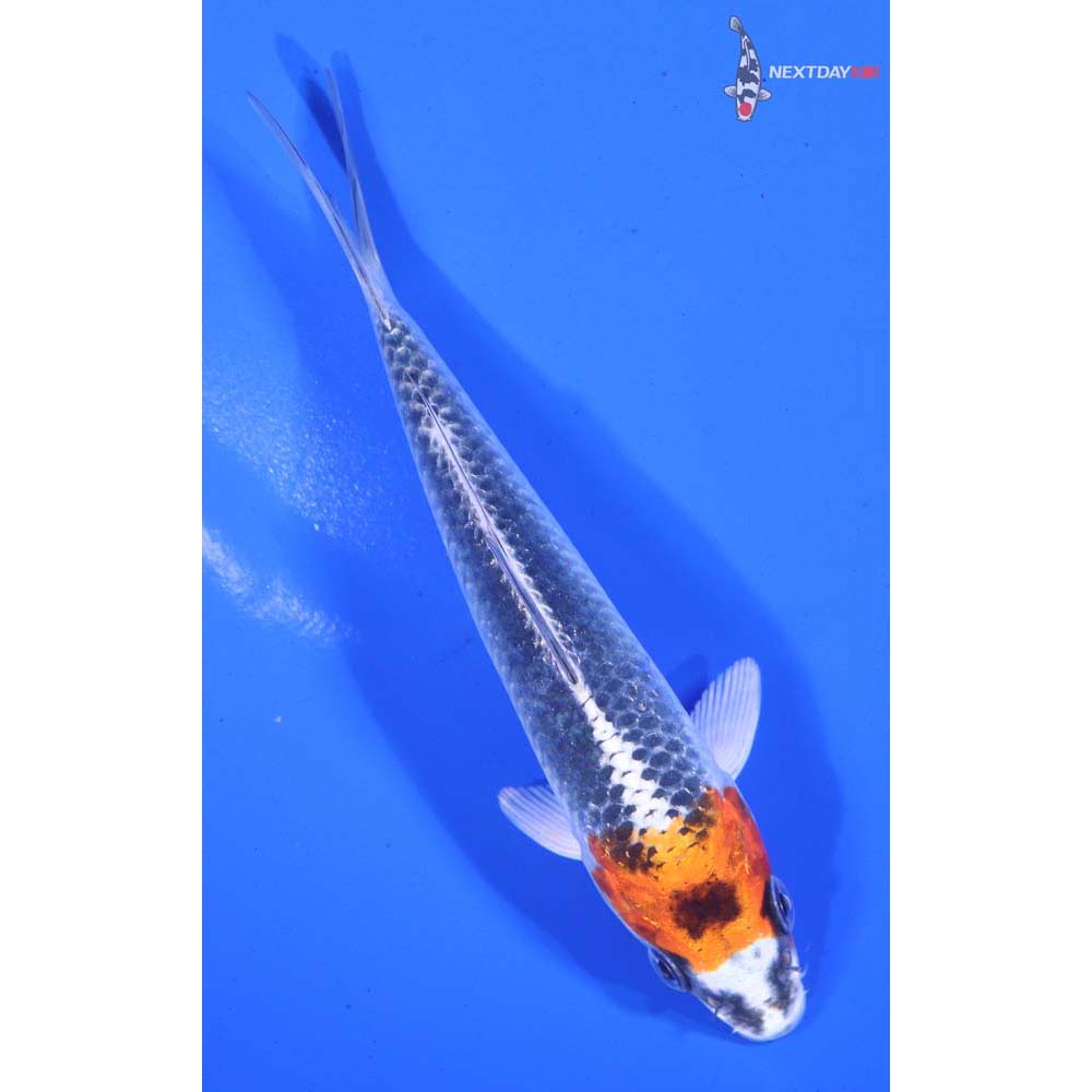 5.5” Imported Kujaku