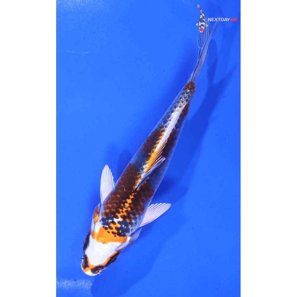 5.5” Imported Kujaku