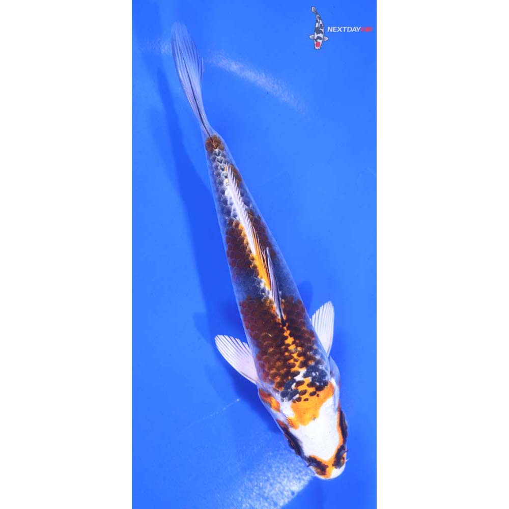 5.5” Imported Kujaku