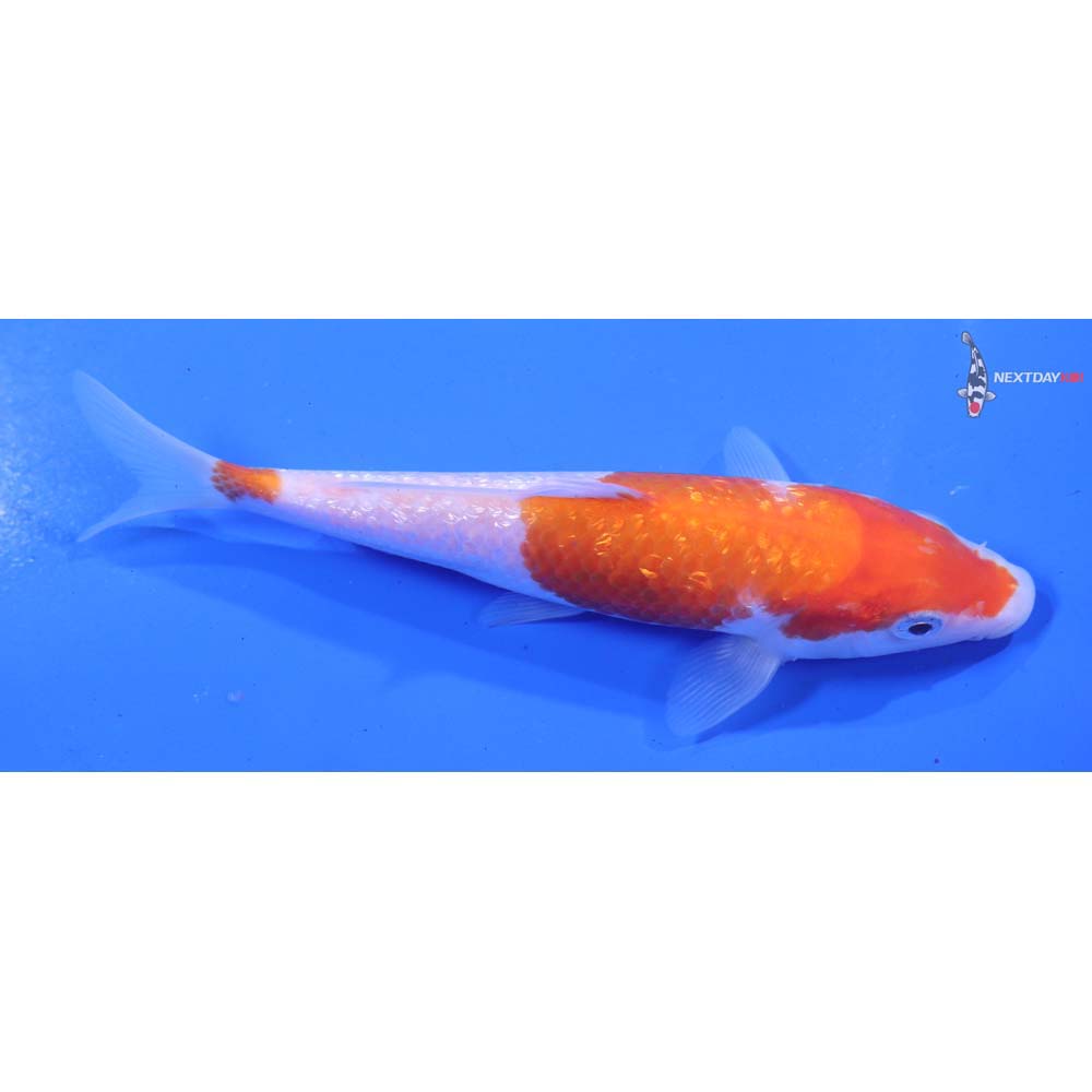 5.5” Imported Gin Rin Kohaku