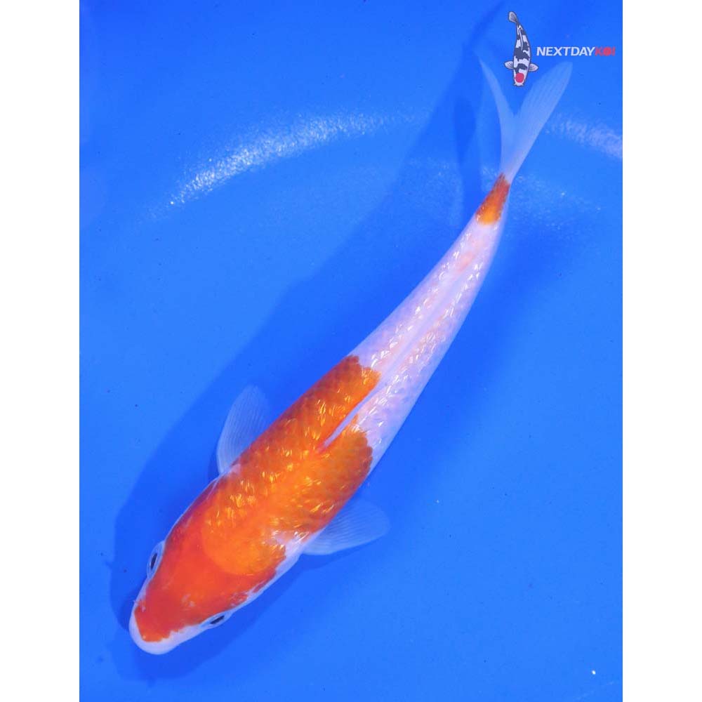 5.5” Imported Gin Rin Kohaku
