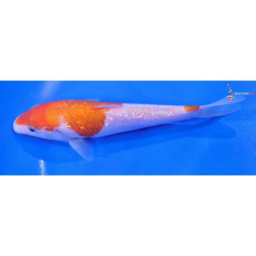 5.5” Imported Gin Rin Kohaku