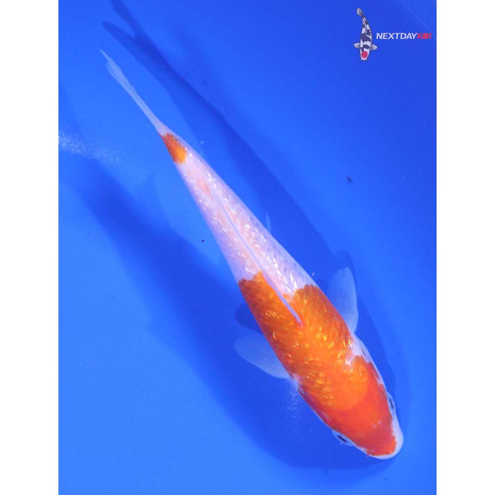 5.5” Imported Gin Rin Kohaku