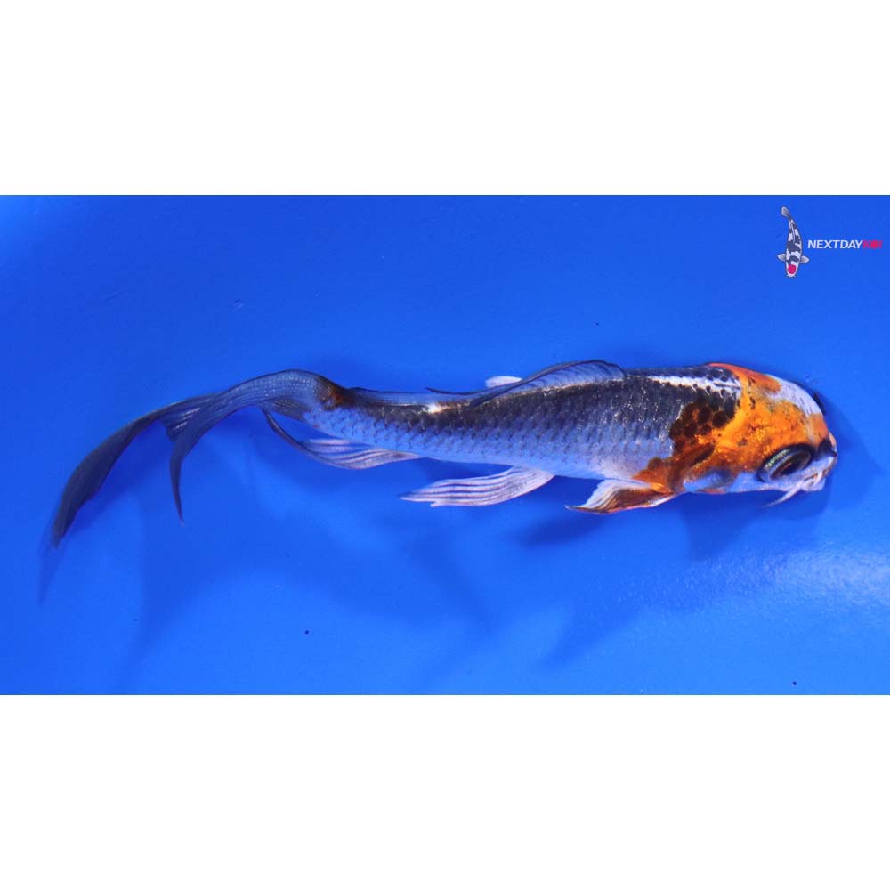 4.5” Imported Kujaku Butterfly Koi