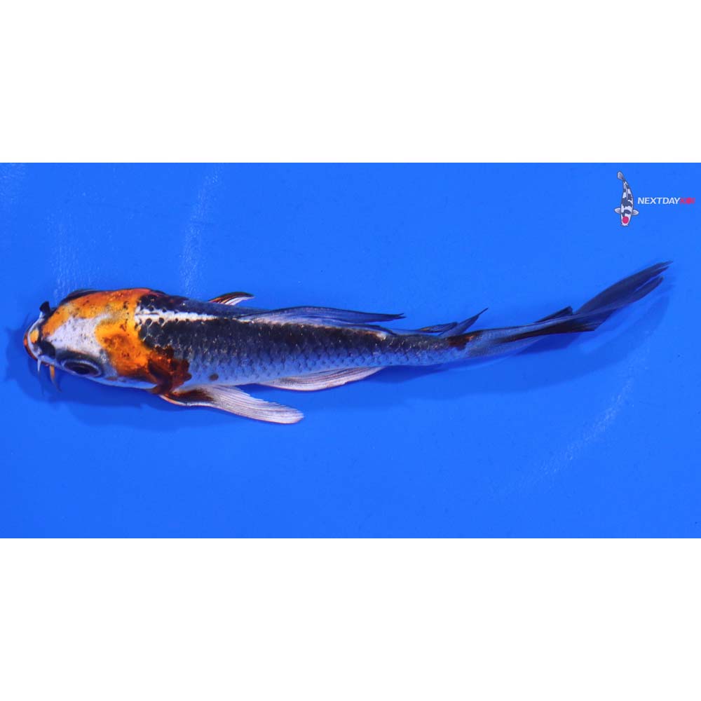 4.5” Imported Kujaku Butterfly Koi