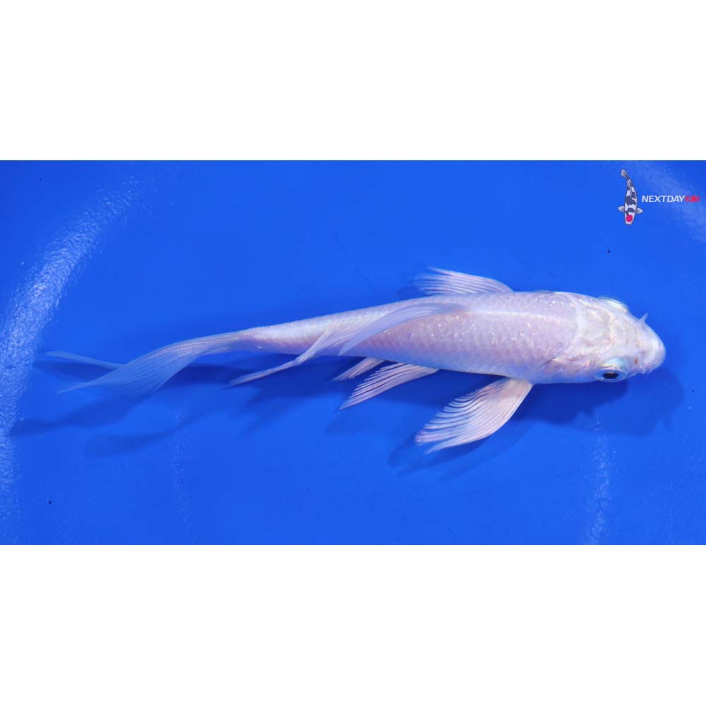 4.5” Imported Platinum Ogon Butterfly Koi