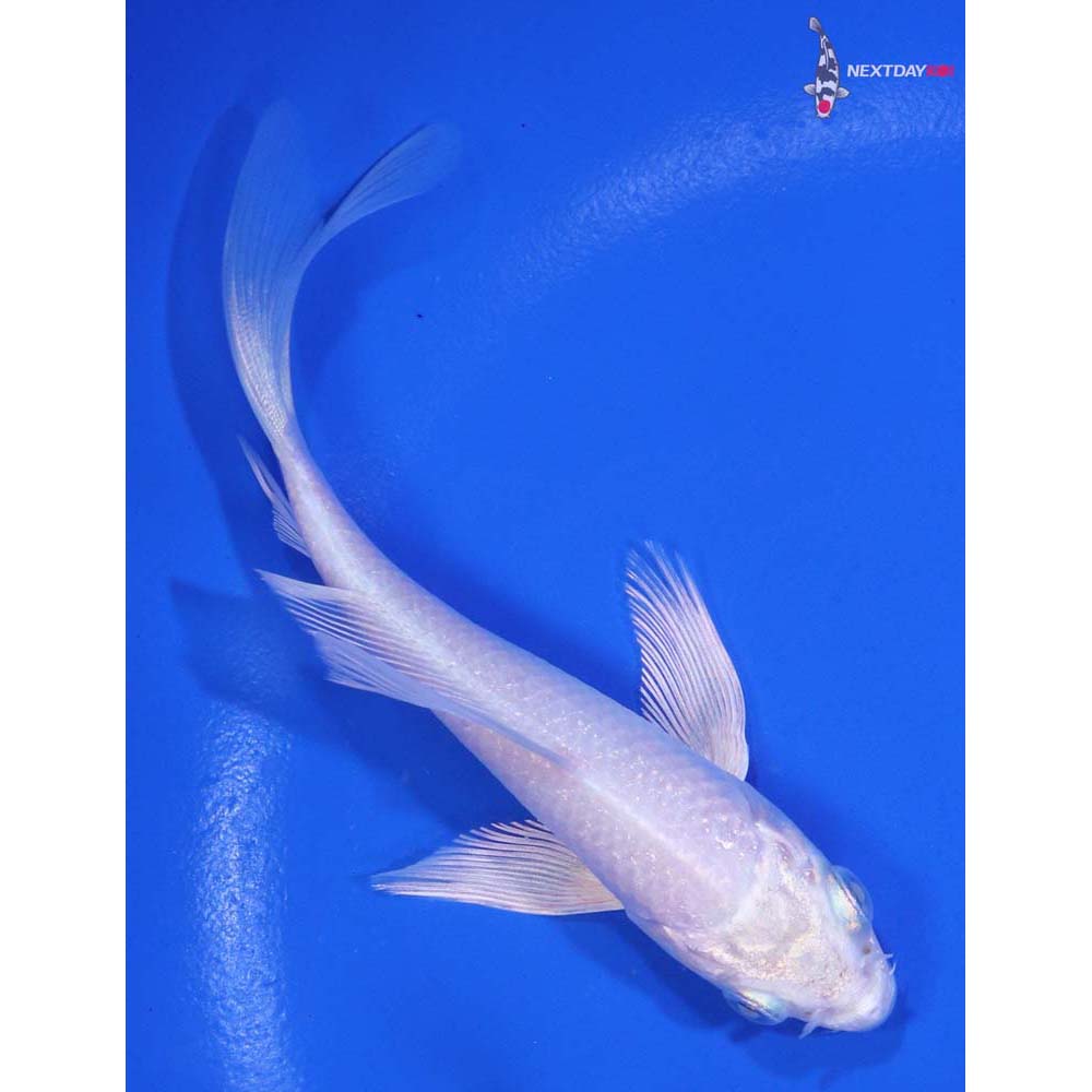 4.5” Imported Platinum Ogon Butterfly Koi