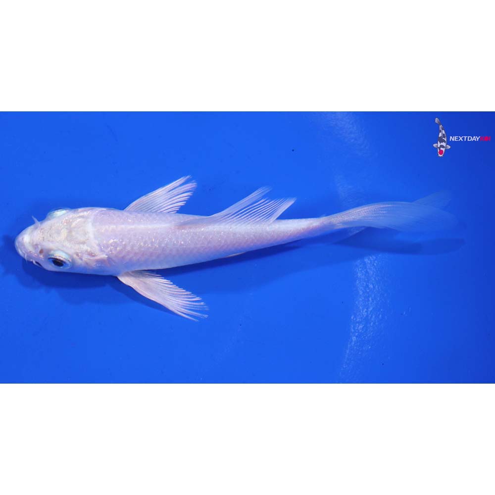 4.5” Imported Platinum Ogon Butterfly Koi