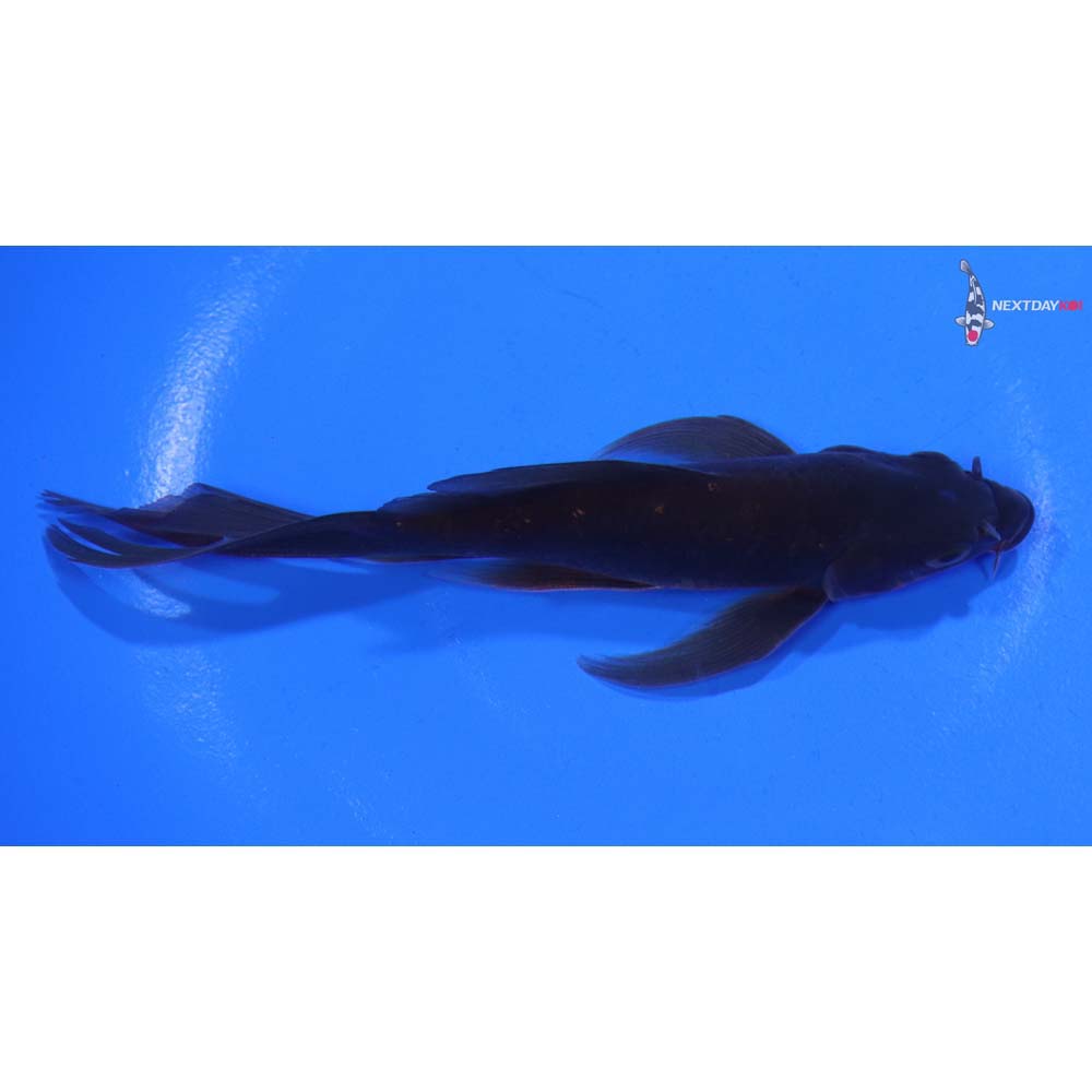 5” Imported Chagoi Butterfly Koi