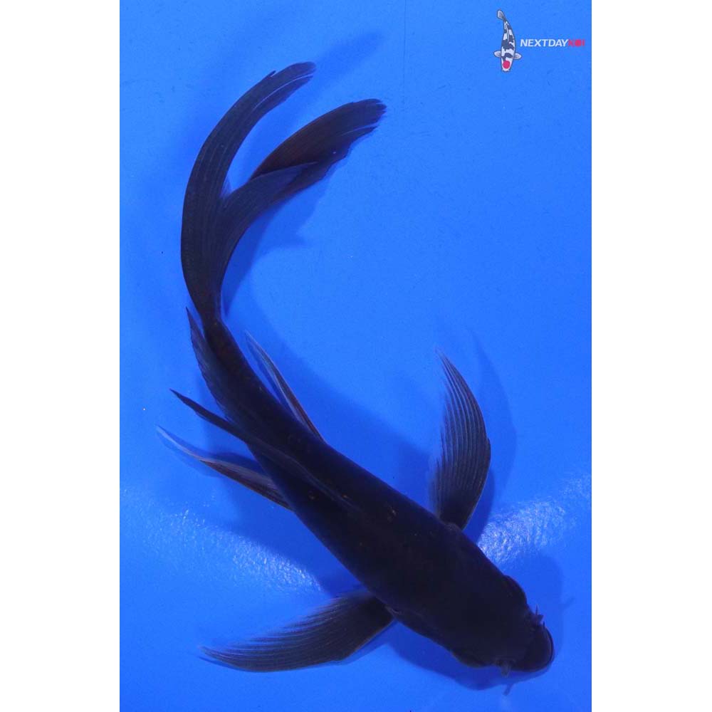 5” Imported Chagoi Butterfly Koi
