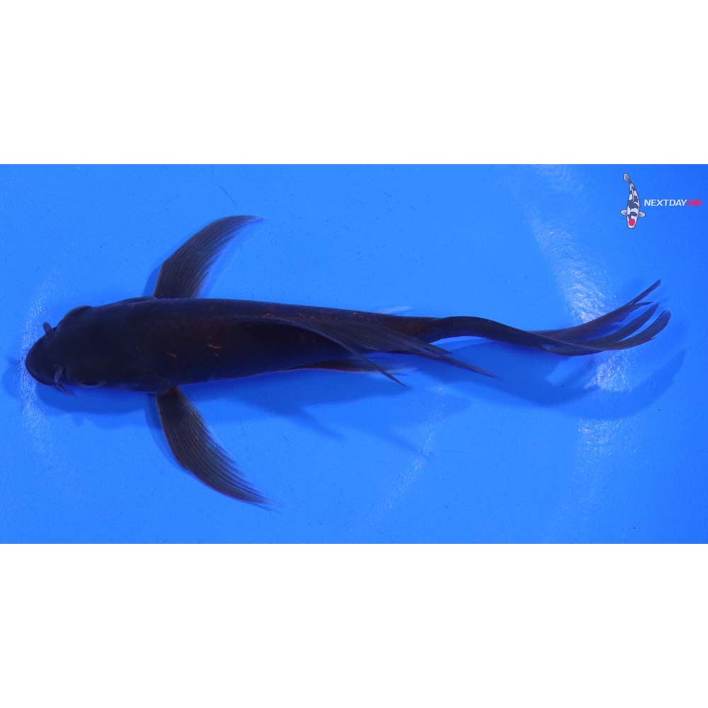 5” Imported Chagoi Butterfly Koi