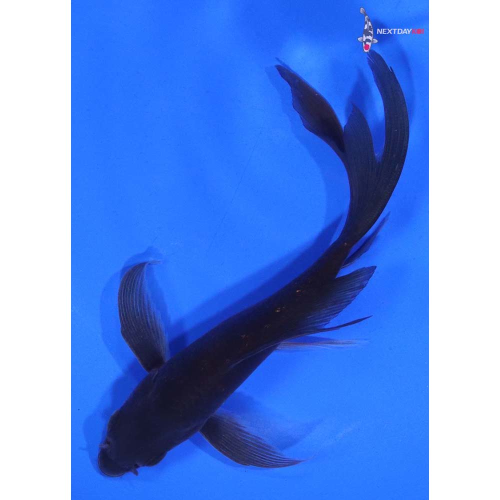 5” Imported Chagoi Butterfly Koi