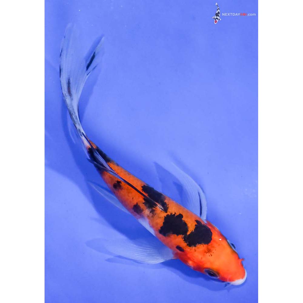 4.5” Imported Aka Sanke Butterfly Koi