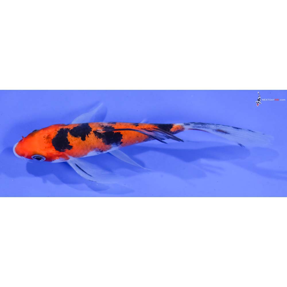 4.5” Imported Aka Sanke Butterfly Koi