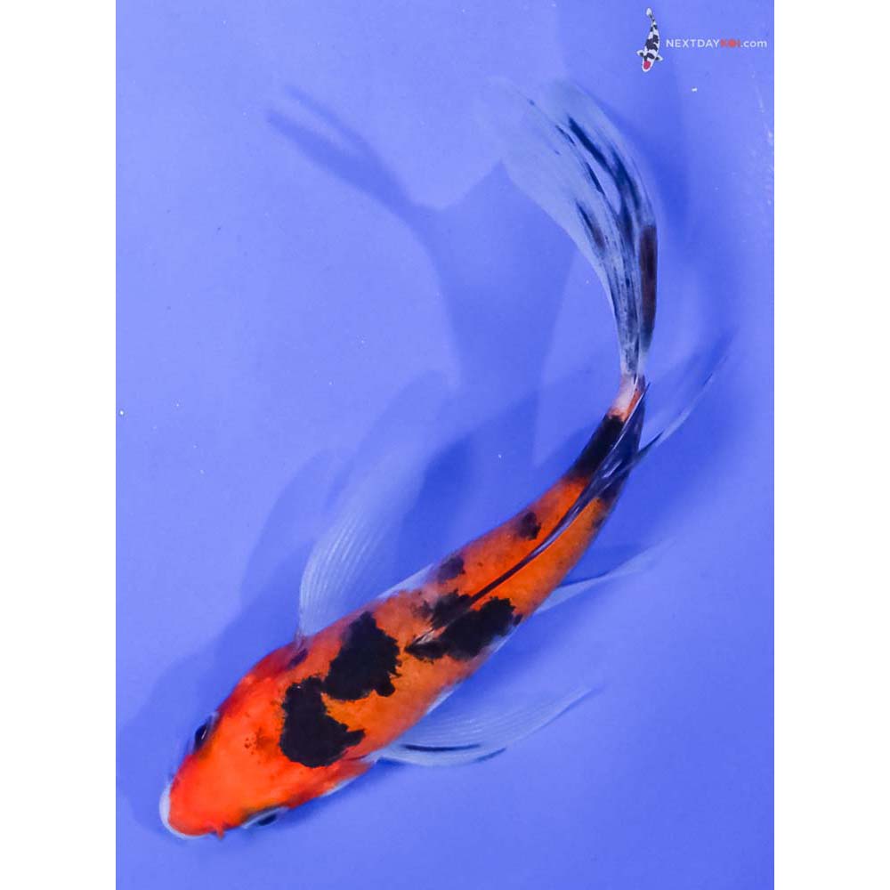 4.5” Imported Aka Sanke Butterfly Koi