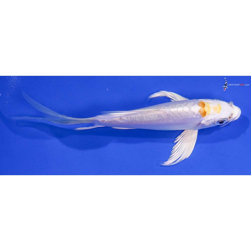 5” Imported Doitsu Lemon Hariwake Butterfly Koi