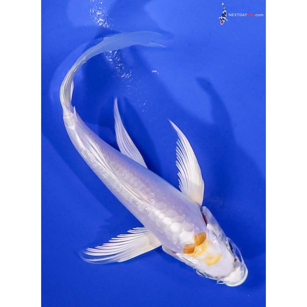 5” Imported Doitsu Lemon Hariwake Butterfly Koi