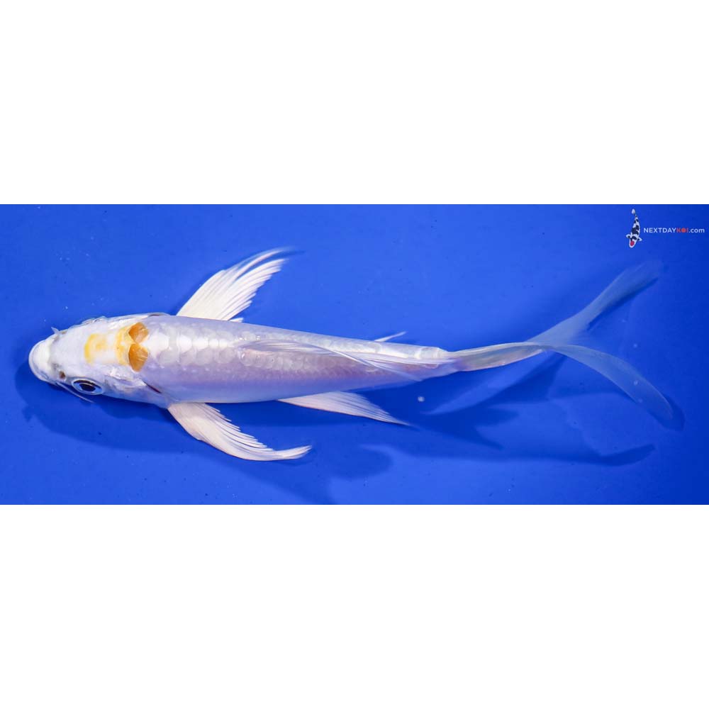 5” Imported Doitsu Lemon Hariwake Butterfly Koi