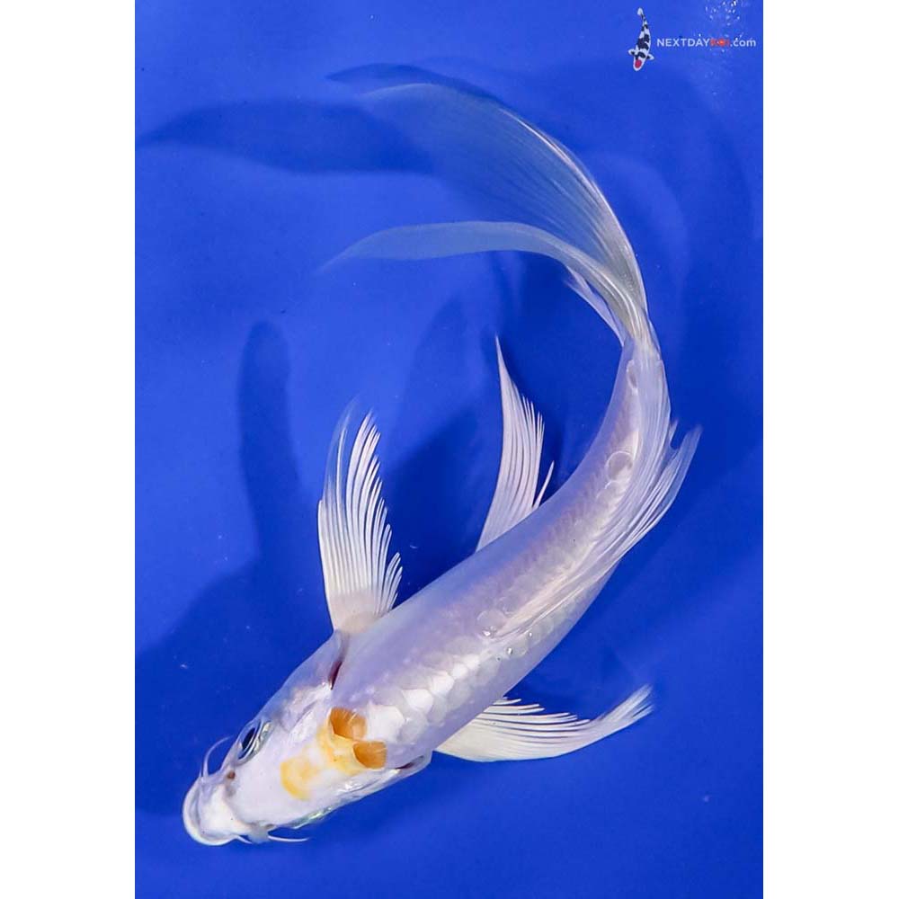 5” Imported Doitsu Lemon Hariwake Butterfly Koi