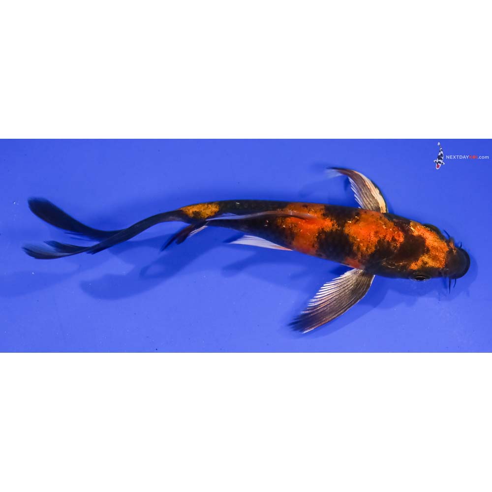 5” Imported Kin Hi Utsuri Butterfly Koi