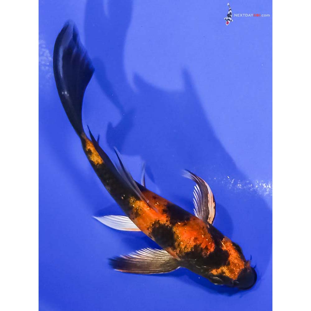 5” Imported Kin Hi Utsuri Butterfly Koi