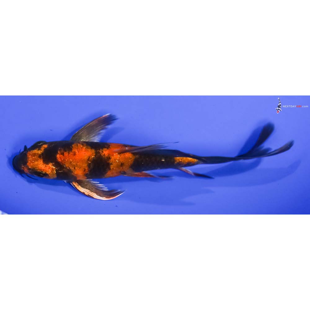 5” Imported Kin Hi Utsuri Butterfly Koi