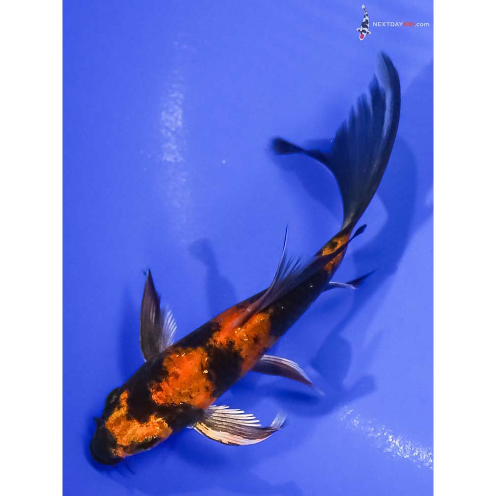 5” Imported Kin Hi Utsuri Butterfly Koi