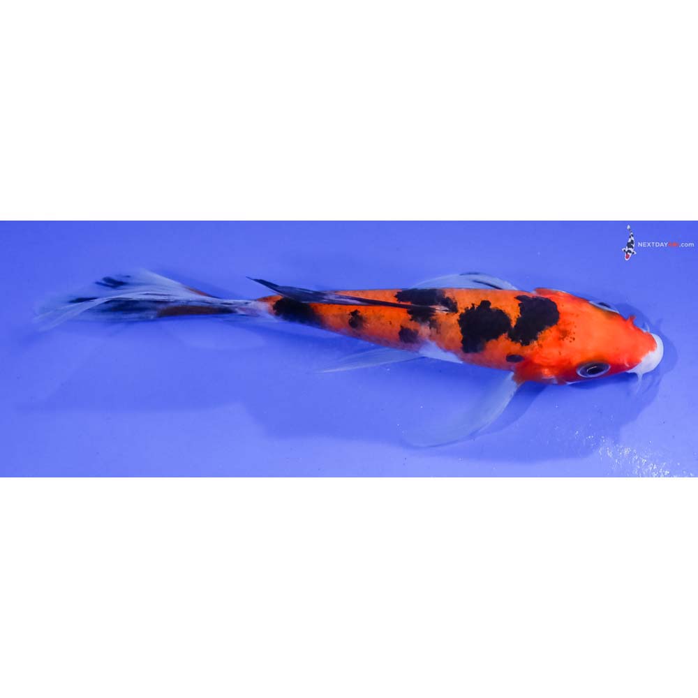 4.5” Imported Aka Sanke Butterfly Koi