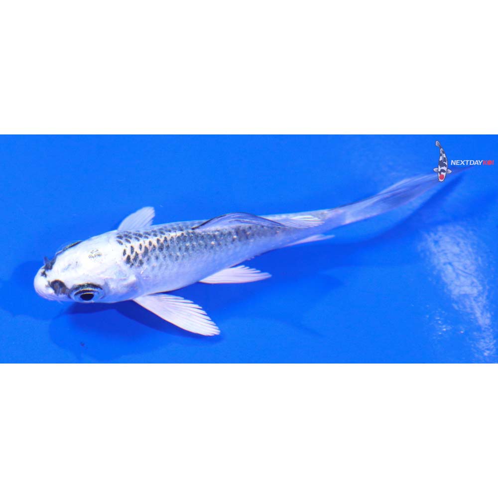 3” Imported Gin Matsuba Butterfly Koi
