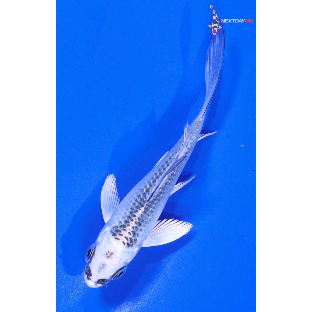 3” Imported Gin Matsuba Butterfly Koi