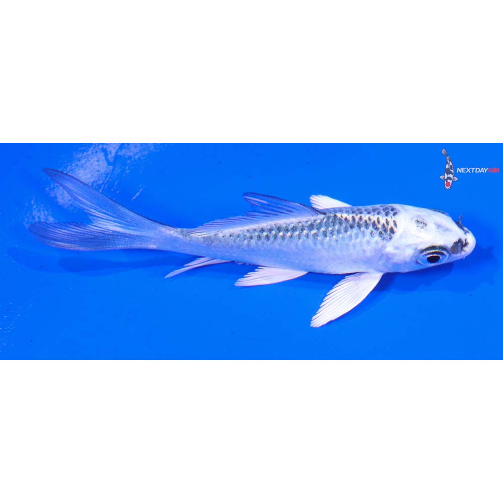 3” Imported Gin Matsuba Butterfly Koi
