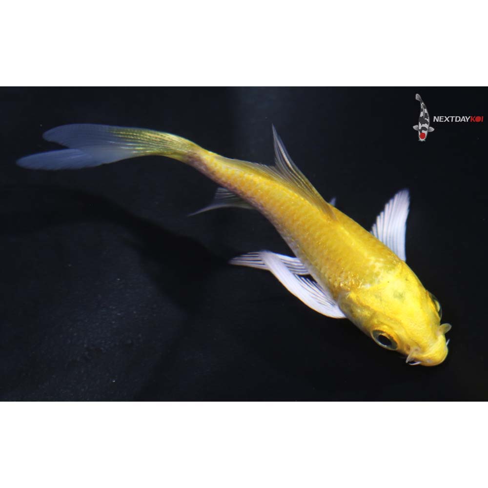 3” Imported Yamabuki Ogon Butterfly Koi