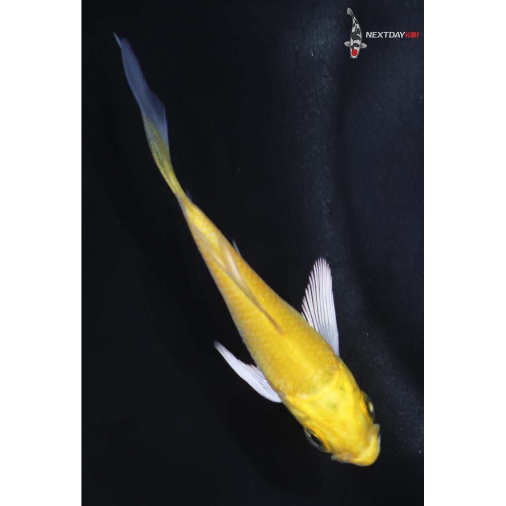 3” Imported Yamabuki Ogon Butterfly Koi