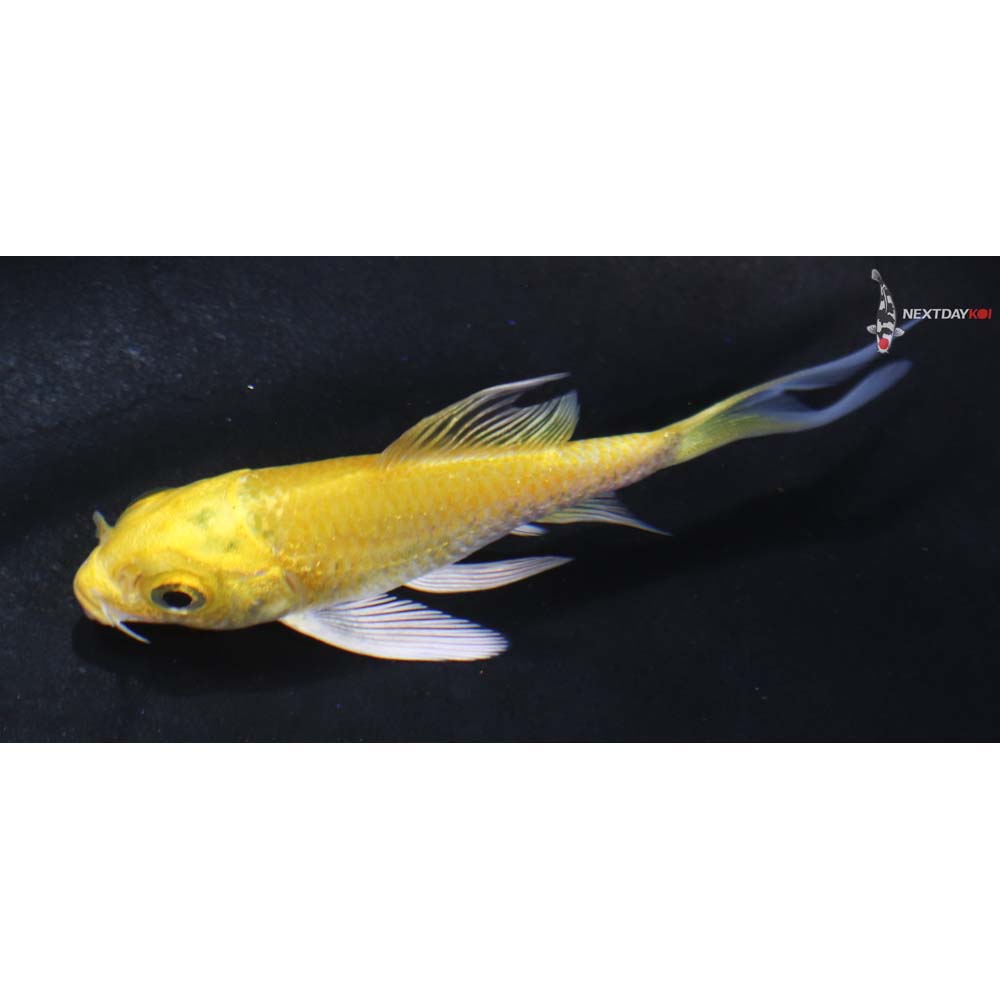 3” Imported Yamabuki Ogon Butterfly Koi