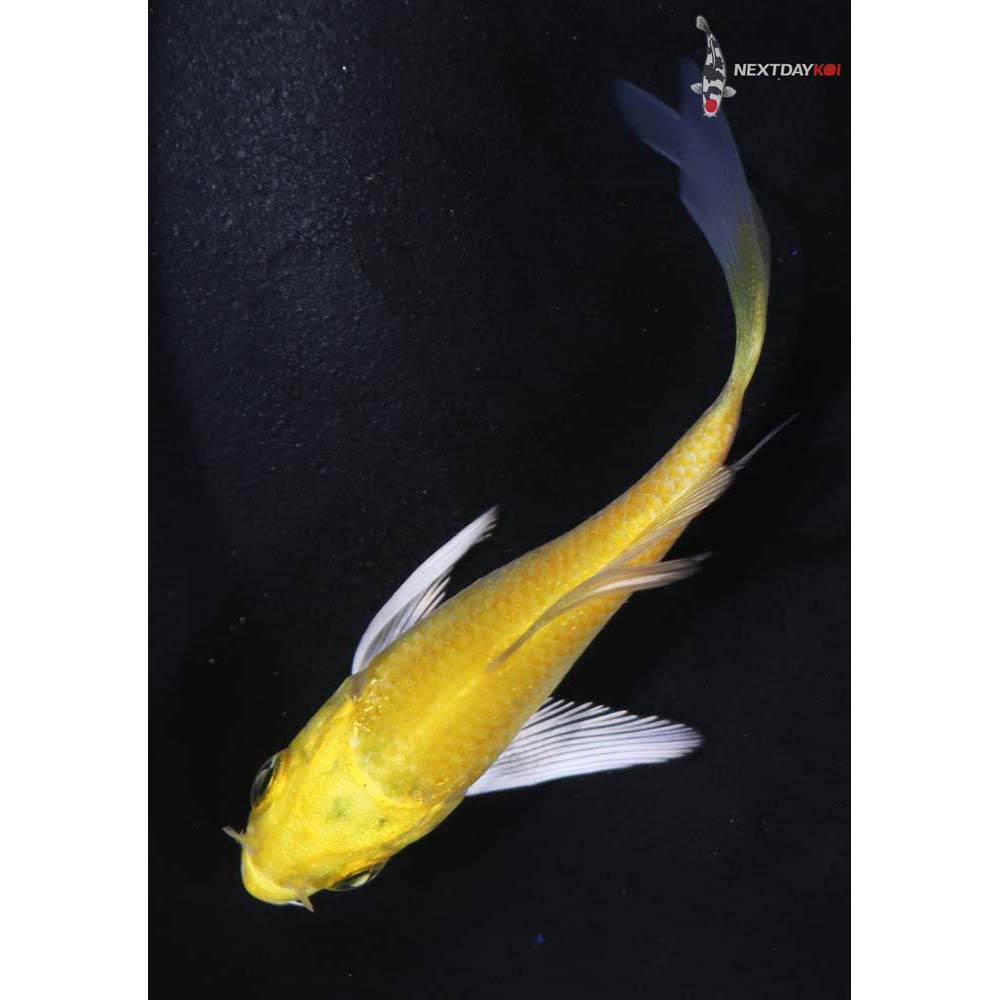 3” Imported Yamabuki Ogon Butterfly Koi