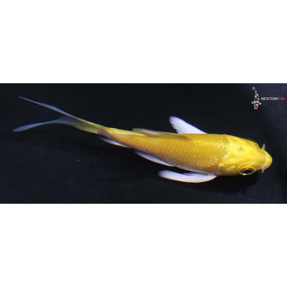 3” Imported Yamabuki Ogon Butterfly Koi