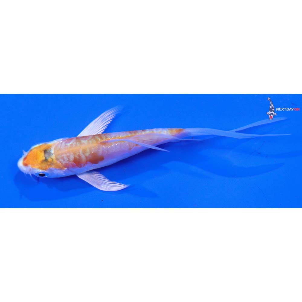 3” Imported Kikusui Butterfly Koi