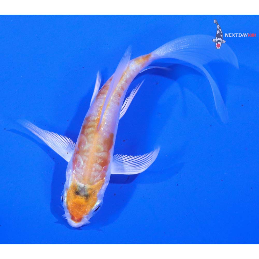 3” Imported Kikusui Butterfly Koi