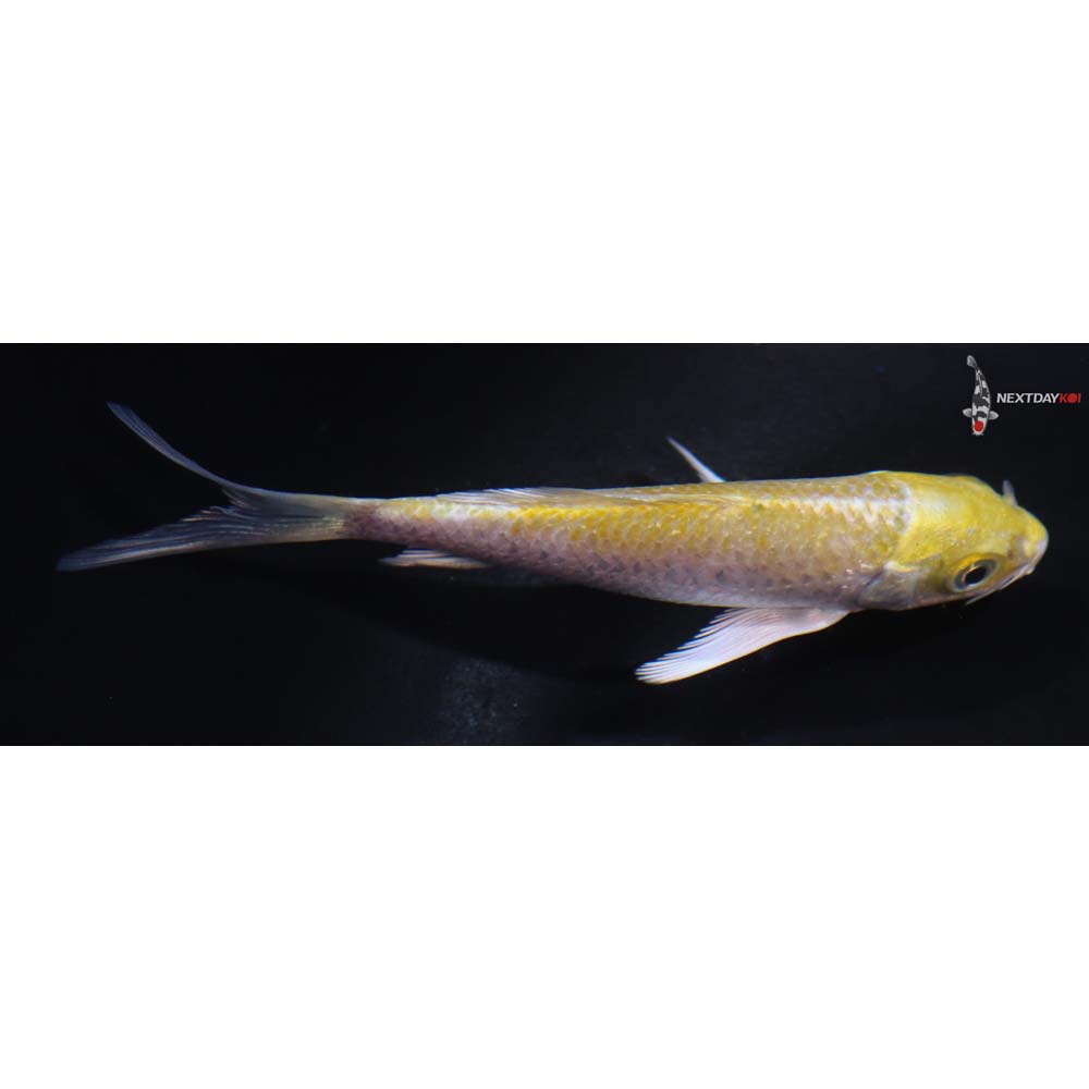 3.5” Imported Lemon Hariwake Butterfly Koi